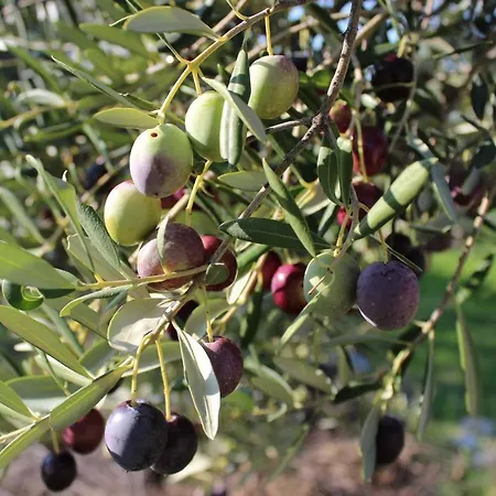 Studio Apartments Kali Kali