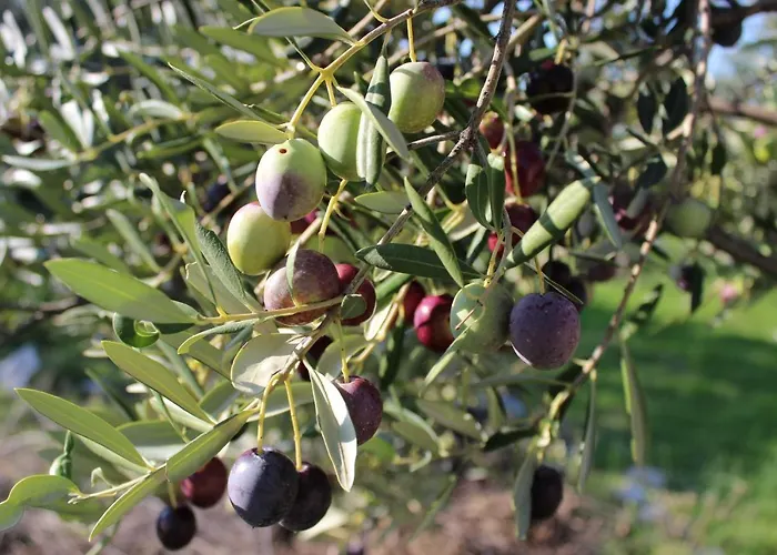 Studio Apartments Kali Kali